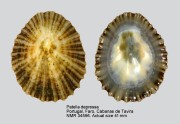 Patella depressa